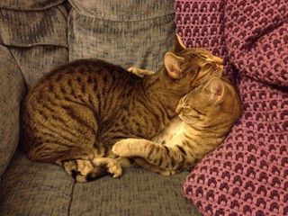 Cutest kitten pic 02