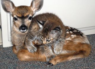 Cutest kitten pic 01