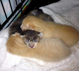 Cutest kitten pic 01