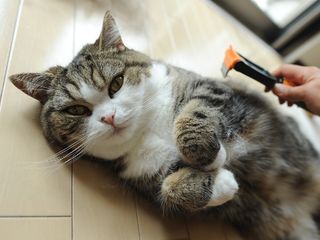 Cutest kitten pic 01