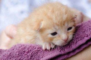 Cutest kitten pic 01