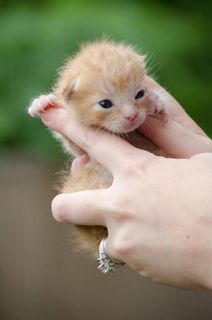 Cutest kitten pic 01