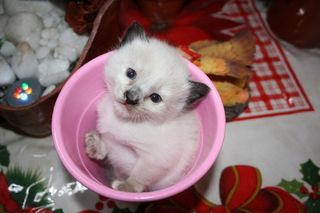 Cutest kitten pic 02