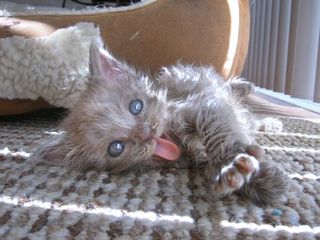 Cutest kitten pic 01
