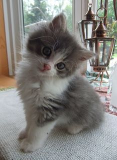 Cutest kitten pic 02