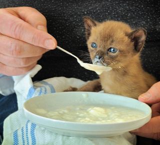 Cutest kitten pic 02