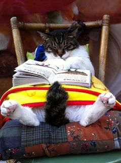 Cutest kitten pic 01