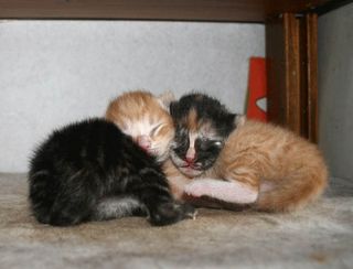 Cutest kitten pic 01