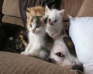 Cutest kitten pic 02