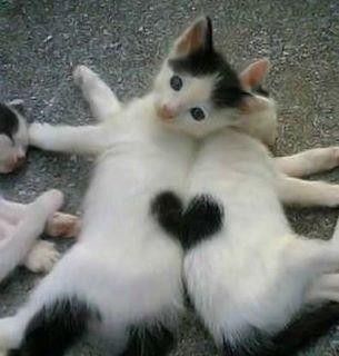 Cutest kitten pic 01