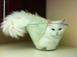 Cutest kitten pic 01