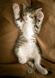 Cutest kitten pic 02
