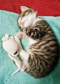 Cutest kitten pic 02