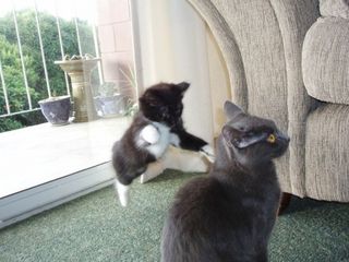 Cutest kitten pic 01