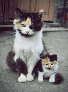 Cutest kitten pic 02
