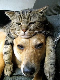 Cutest kitten pic 01