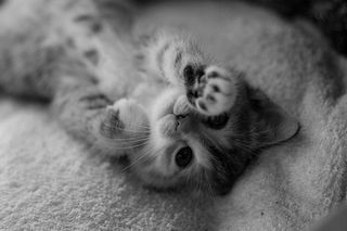 Cutest kitten pic 02
