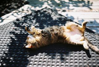 Click on the image to see another cute kitten photo