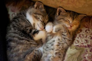 Cutest kitten pic 01