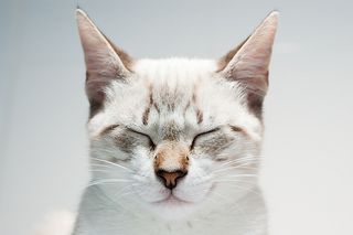 Cutest kitten pic 01