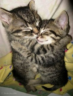 Click on the image to see another cute kitten photo