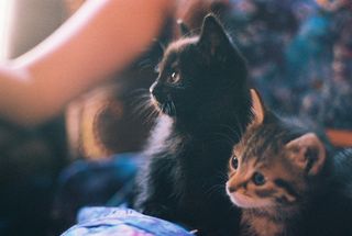 Click on the image to see another cute kitten photo