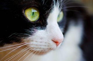 Cutest kitten pic 01
