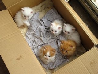 Cutest kitten pic 01