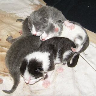 Cutest kitten pic 01