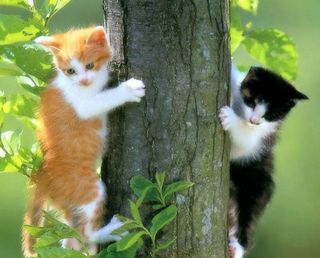Click on the image to see another cute kitten photo