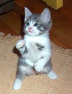 Cutest kitten pic 02