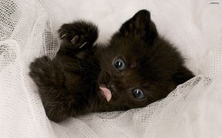 Cutest kitten pic 01