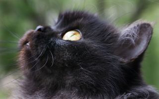 Click on the image to see another cute kitten photo