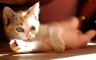 Cutest kitten pic 02