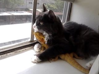 Cutest kitten pic 02