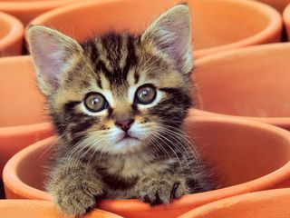 Cutest kitten pic 01