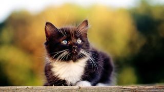 Cutest kitten pic 02