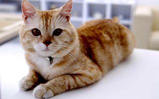 Cutest kitten pic 02