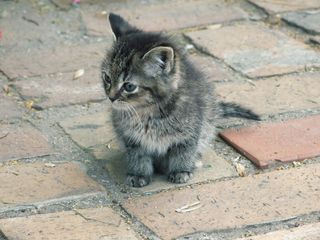 Cutest kitten pic 01