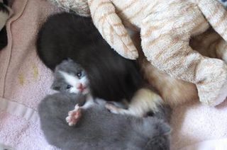 Cutest kitten pic 02