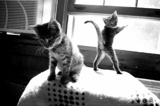 Cutest kitten pic 02