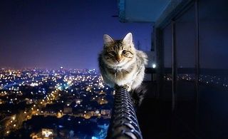 Cutest kitten pic 02