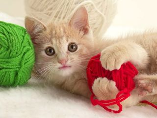 Cutest kitten pic 02
