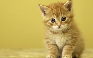Cutest kitten pic 02