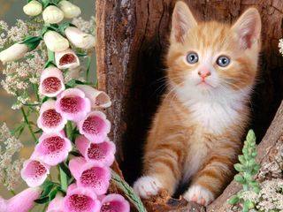 Cutest kitten pic 01