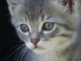 Cutest kitten pic 02