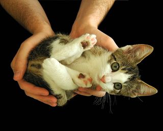 Cutest kitten pic 02