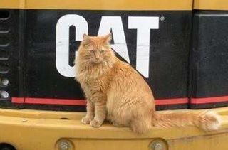 Cutest kitten pic 02