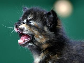 Cutest kitten pic 01