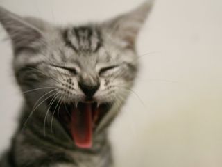 Click on the image to see another cute kitten photo